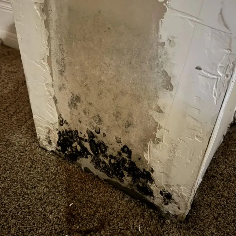 Professional Mold Removal in Acworth, GA